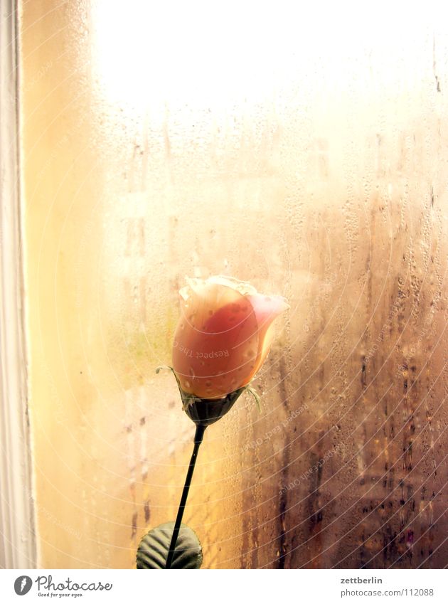 Monday rose Rose Flower Window Pane Transparent Condensation Wetlands Traffic infrastructure Neighbor Curiosity Living or residing Decoration Autumn Window pane