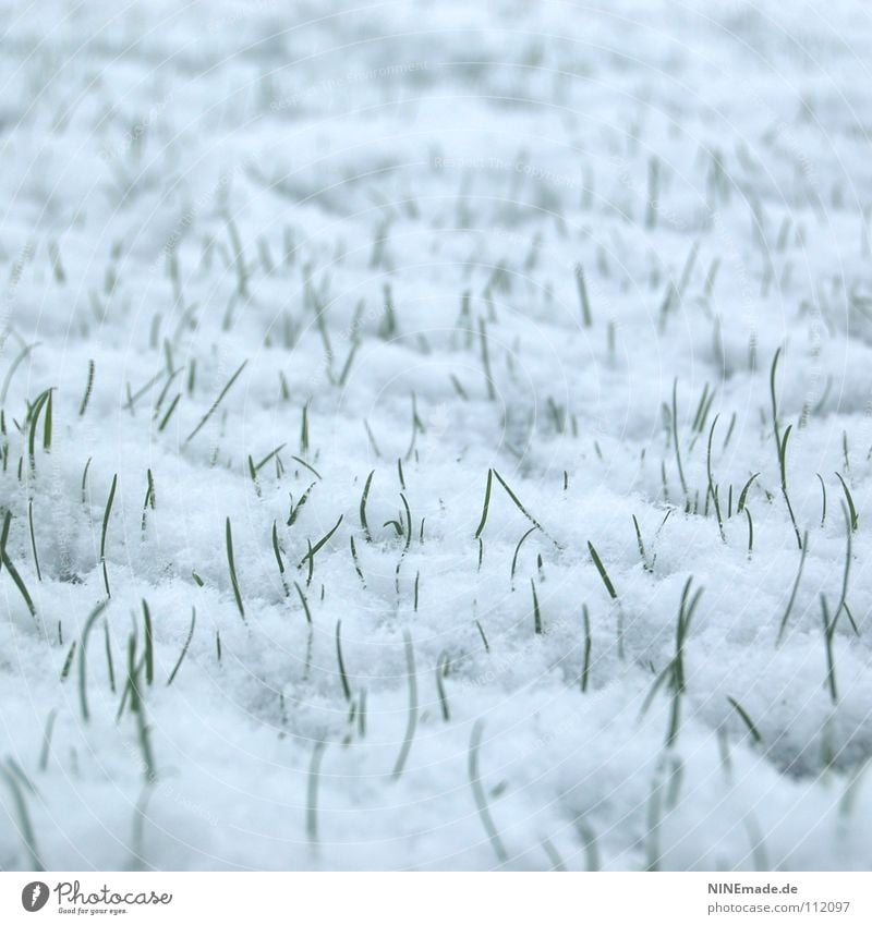 standing room Freeze to death Snow Grass Meadow Winter White Green Blade of grass Cold Ice Snowflake Cover up November Snowstorm Flake Thorny Prickle Fresh