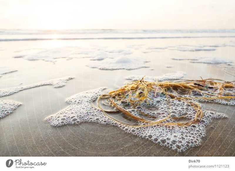 flotsam and jetsam Vacation & Travel Summer Summer vacation Beach Landscape Sun Sunlight Beautiful weather Algae Aquatic plant Waves Coast North Sea Ocean