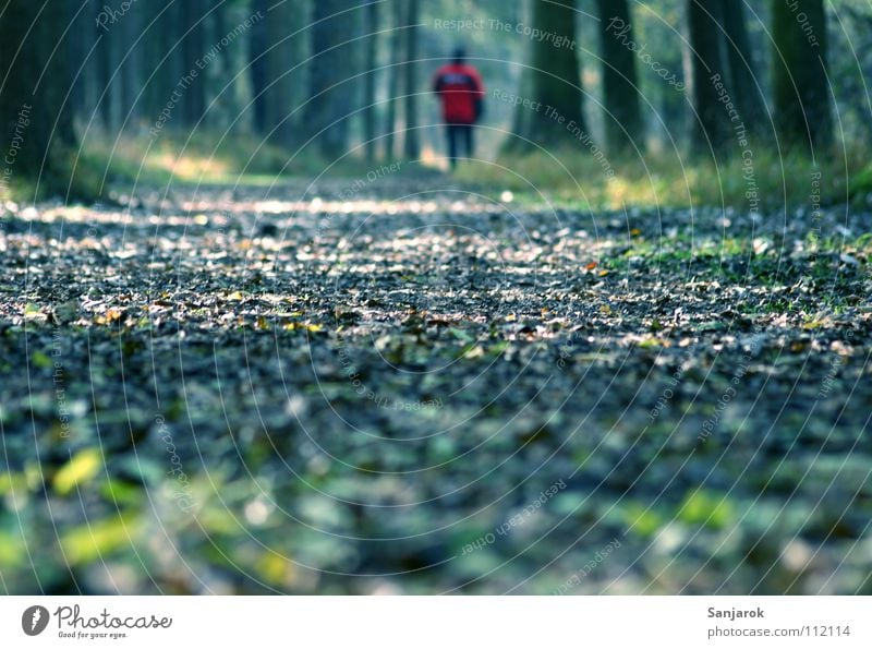 Red Jackets and the Evil Wolf Woodground Forest Footpath Tree To go for a walk Leaf Game park Park Morning Good morning Fog Autumn Mixed forest Grass