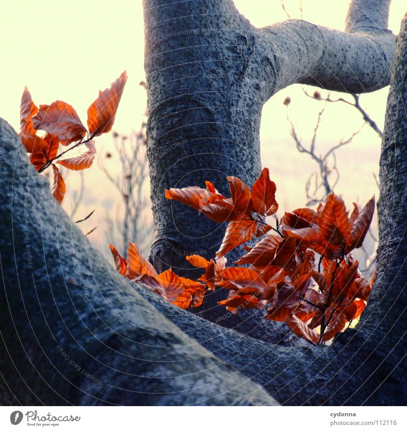 autumn Autumn Leaf Red Tree Forest Death Think Cold Winter Light Seasons Action Biology Observe Process Grief Macro (Extreme close-up) Close-up Colour Dyeing