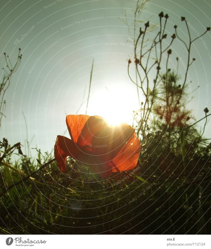 monday Plant Flower Growth Maturing time Poppy Red Photosynthesis Sleep Blossom Splendid Tree Meadow Bushes Dazzle Glare effect Clouds Bad weather Baked goods