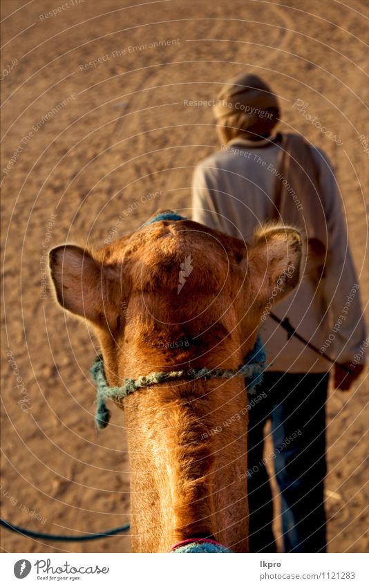 people in the Man Adults Sand Carrying Brown Yellow Gray Green Red Black White douze gold Tunisia Sahara camel head desert Dune curved arcuated circle