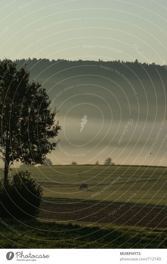 Autumn morning atmosphere in the countryside Moody Morning Tree Cow Fog Morning fog Fog bank Forest Clouds Field Mammal Dawn Bird in flight Pasture Sky