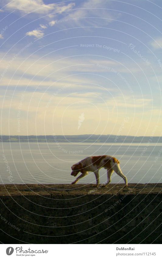 Sea Dog Colour photo Exterior shot Deserted Copy Space top Copy Space bottom Day Silhouette Central perspective Animal portrait Downward Air Water Sky Clouds