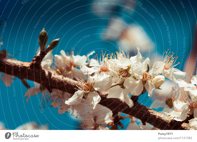 cherry blossom branch Cloudless sky Beautiful weather Plant Tree Blossom Cherry blossom Twig Branch Blossoming Esthetic Blue White Nature Colour photo