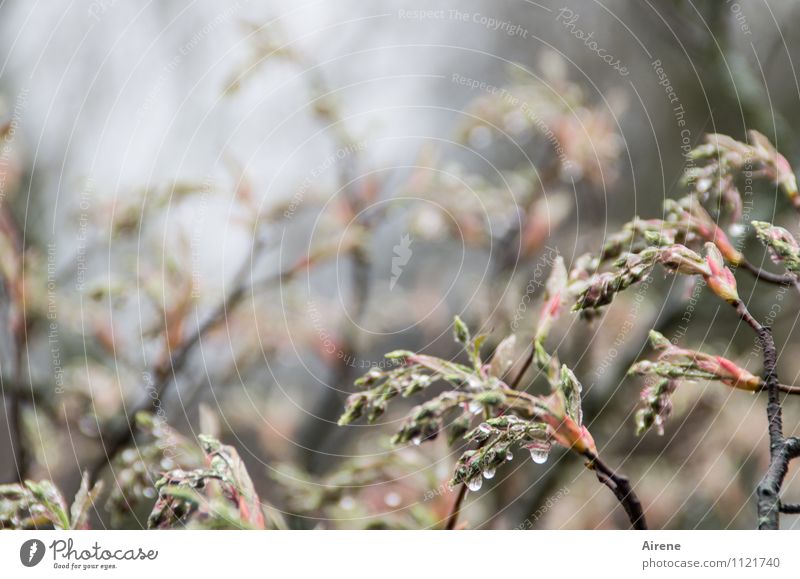 in the thicket II Plant Elements Water Drops of water Spring Bad weather Rain Tree Bushes Twig Bud Leaf bud rock pear Hang Sadness Dripping Gloomy Dreary Grief