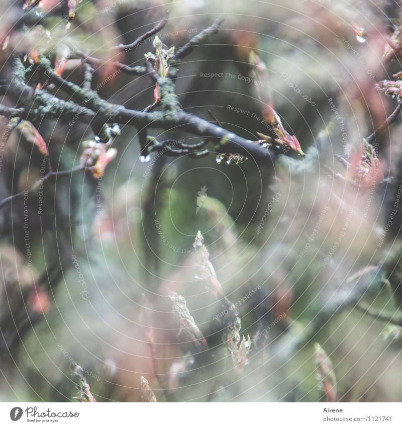 In the thicket Plant Drops of water Spring Bad weather Rain Tree Bushes Leaf bud Bud Twigs and branches rock pear Growth Fluid Wet Gray Green Pink Sadness Grief