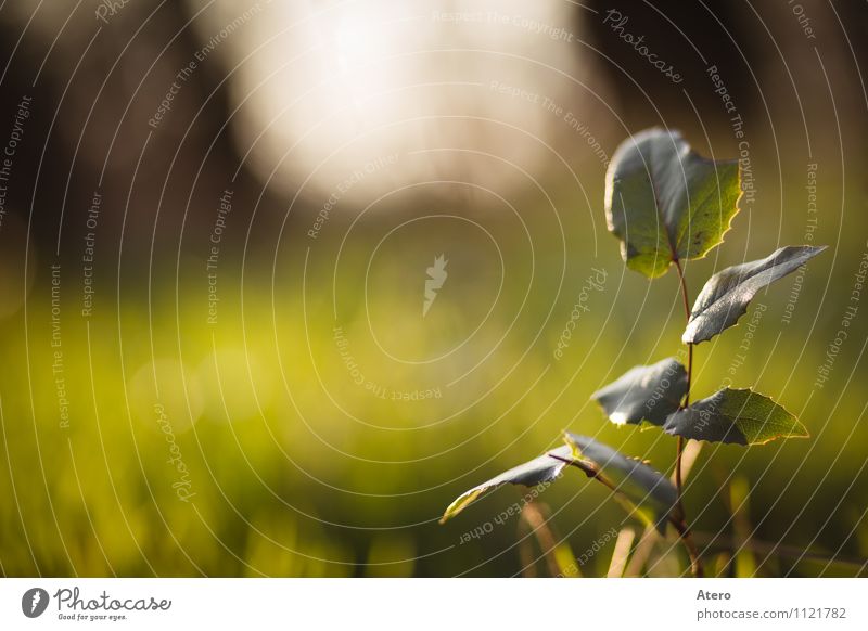 Early in the morning Nature Plant Ivy Foliage plant Park Fresh Bright Yellow Green Orange Colour photo Exterior shot Detail Deserted Copy Space left Day