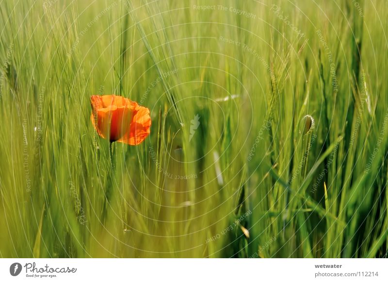 red spot Flower Poppy Red Meadow Corn poppy Field Barley Back-light Delicate Blur Summer rivalry