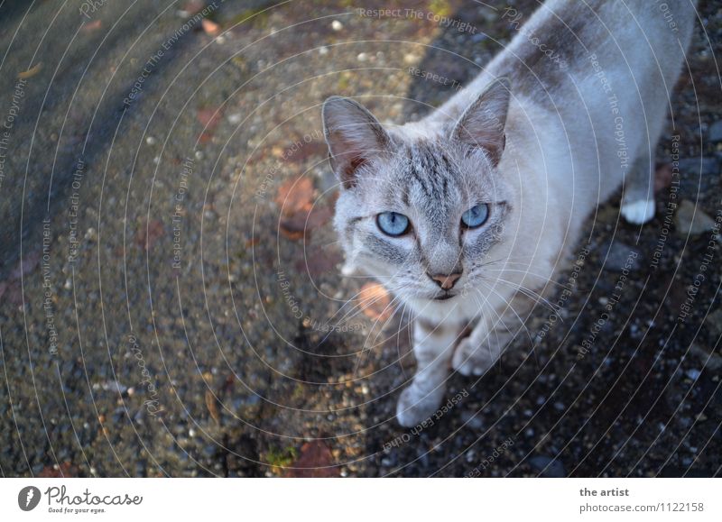 Blue eyes Animal Pet Cat 1 Esthetic Elegant Colour photo Exterior shot Bird's-eye view Animal portrait Upward