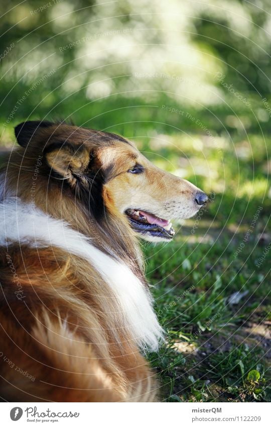 Easter dog. Art Esthetic Animalistic Dog Greyhound Exterior shot Pet Meadow Park Walk the dog Puppydog eyes Colour photo Subdued colour Close-up Detail