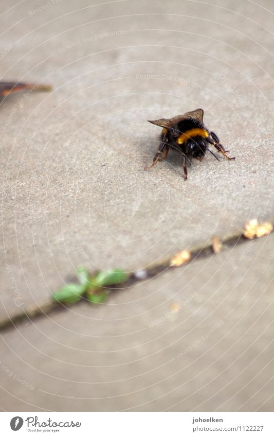 Don't step on it! Terrace Sidewalk Animal Farm animal Wild animal Bee Bumble bee 1 Stone Concrete Work and employment Crawl Fat Yellow Gray Black Smooth