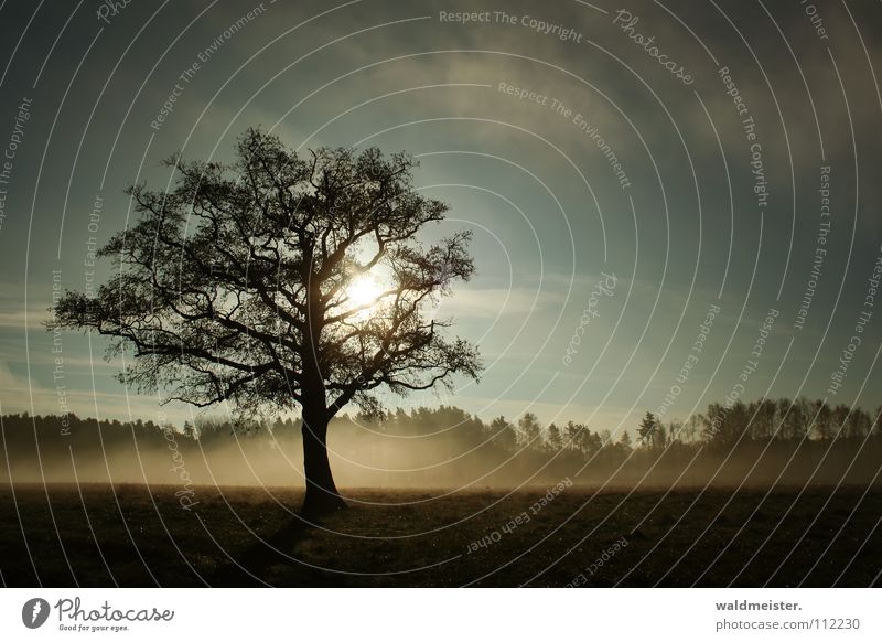 Tree in the fog Fog Meadow Romance Calm Longing Loneliness Sun Sky Landscape Nature Müritz National Park