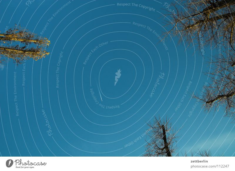 Pair of trees, a plane Tree Forest Park Vapor trail Worm's-eye view Vertical Air Sky Autumn Blue Aviation Flying hang-guck-in-the-air berlin air