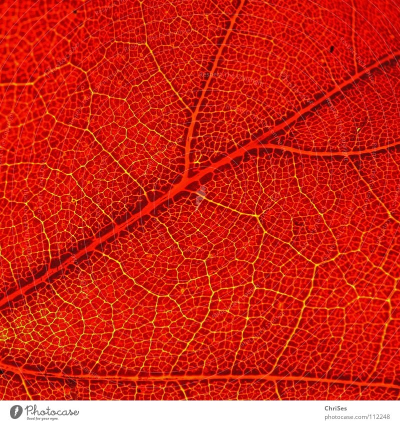 autumnal Leaf Vessel Red Green Autumn Wet Cold Indian Summer Back-light Light table Decline Timeless To fall Plant Northern Forest Macro (Extreme close-up)