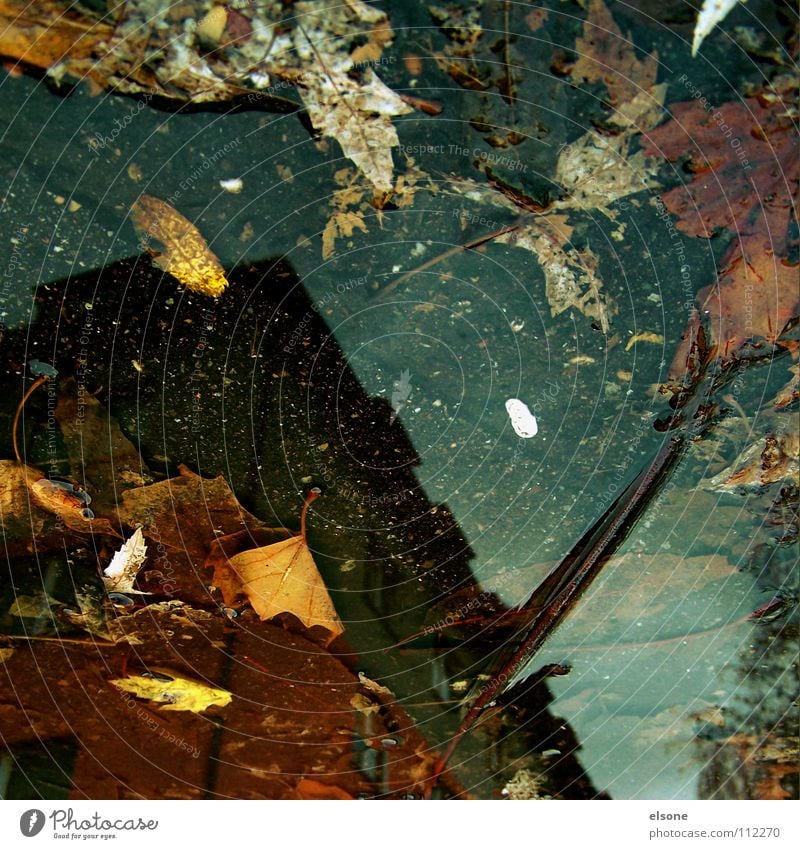 ::COLOUR IN THE CITY:: Autumn Multicoloured Leaf Gale Wet Puddle House (Residential Structure) Building Leafless Reflection Flat (apartment) Tree Art Pforzheim