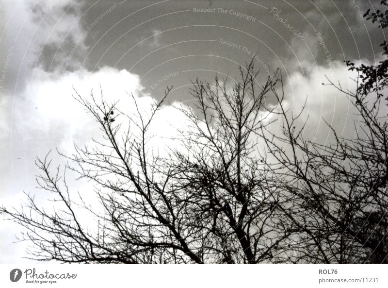 branches Tree Growth Light Sky Branch Twig