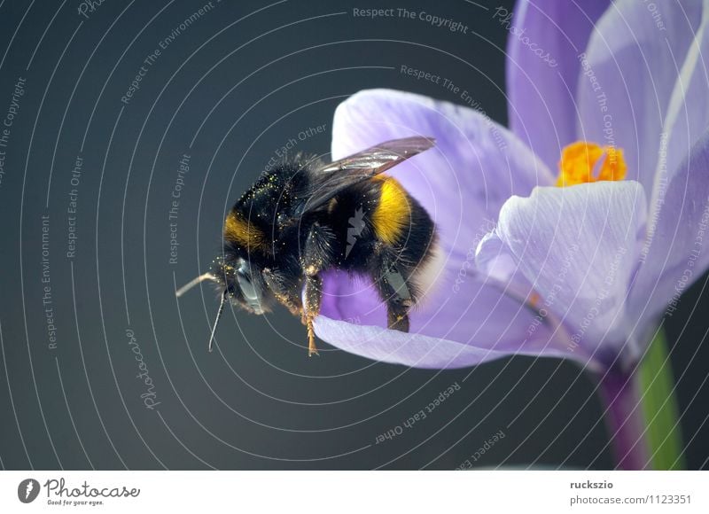 Garden crocus, bumblebee, crocus, crocus, vernus, Nature Animal Spring Flower Blossom Bee Blossoming Free Blue Gray Black Crocus Bumble bee Spring flower