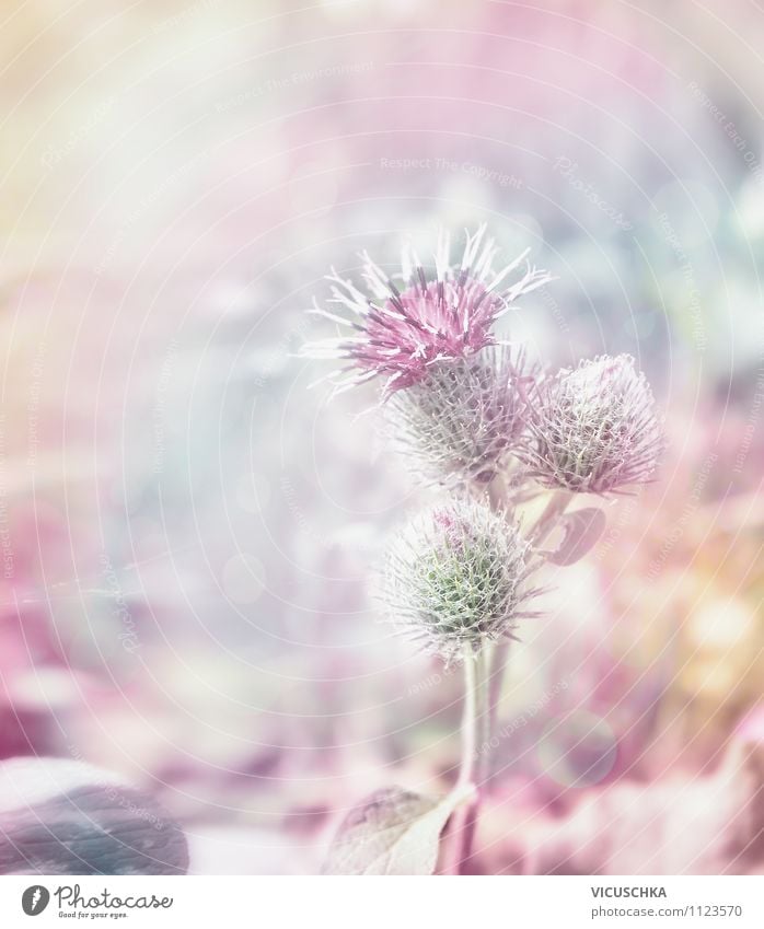 thistle blossom Lifestyle Design Summer Garden Nature Plant Sunlight Autumn Park Meadow Background picture Mary Symbols and metaphors Single Thistle blossom