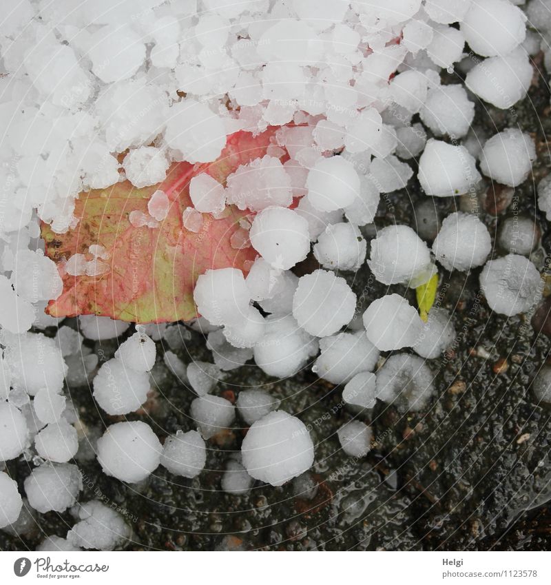 hailed up... Environment Nature Spring Bad weather Hail Leaf Garden Lanes & trails Lie Authentic Exceptional Cold Small Wet Natural Round Gray Green Red White