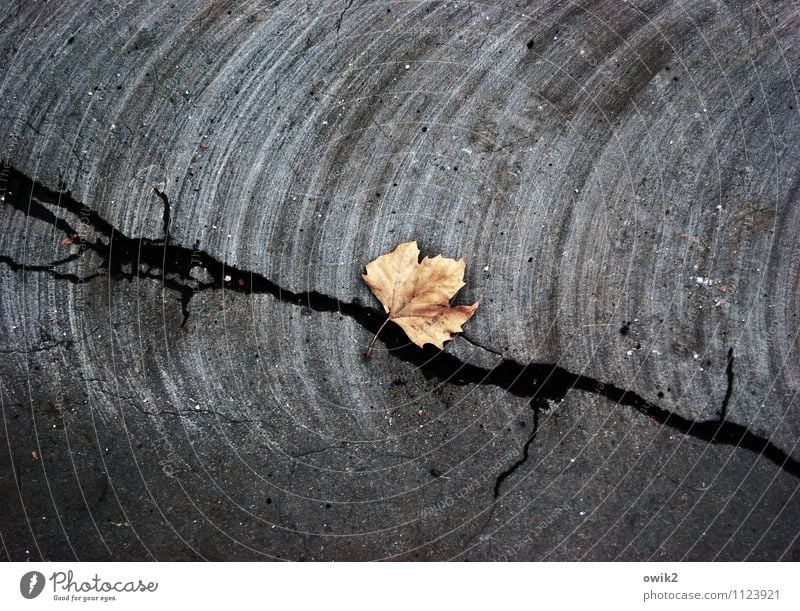 echo Plant Leaf Street Asphalt Lie To dry up Dark Gloomy Dry Under Town To console Calm Humble Sadness Grief Death Pain End Apocalyptic sentiment Mysterious