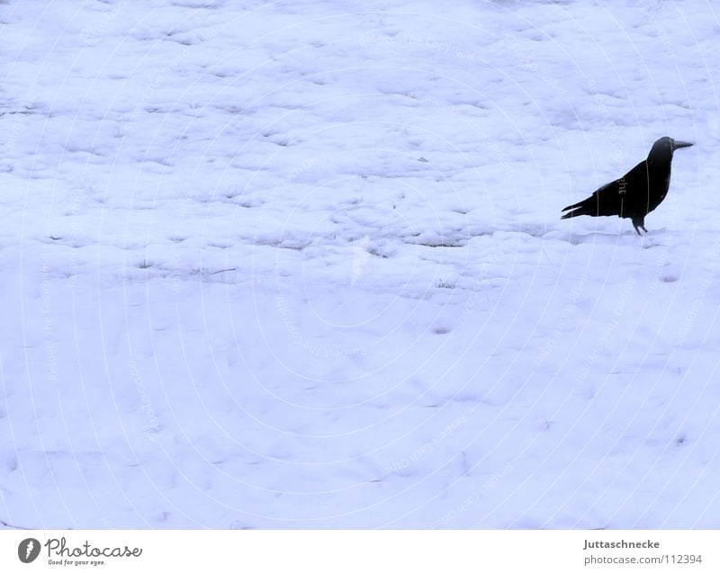 Right Raven birds Crow November Winter Loneliness Black White Cold Fog Bad weather December Bird Field Snow layer Grief Distress Juttas snail Wing Flying