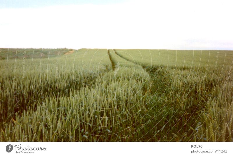 The way into the unknown Field Green Calm Grain Sky