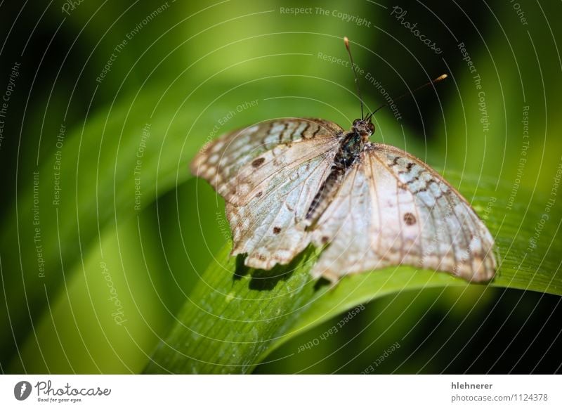 White Peacock Anartia Jatrophae Beautiful Nature Animal Antenna Butterfly Wing Natural Cute Brown Black Insect colorful wildlife spots pretty Beauty Photography