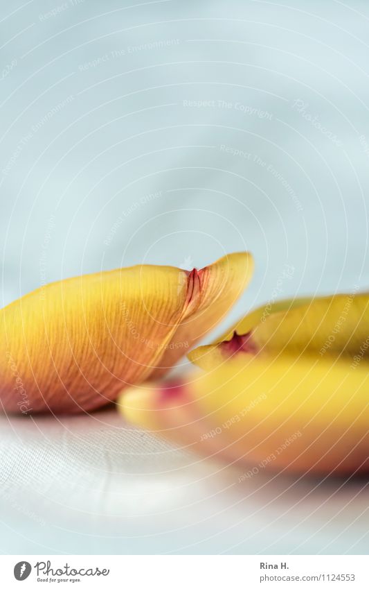 tulip leaves Blossom Faded Bright Transience Tulip blossom Blossom leave Colour photo Interior shot Deserted Copy Space top Copy Space middle Neutral Background