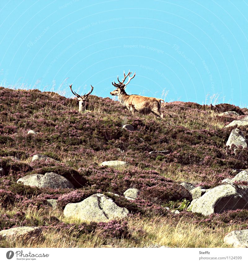 Deer on the Scottish moors Scotland Scottish summer Nordic nature Nordic romanticism Scottish countryside Scottish nature northern landscape Heathland Hill