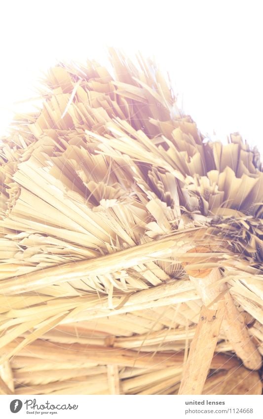 FF# Beach Roof I Art Esthetic Contentment Thatched roof Palm frond Straw Insubstantial Straw hut Colour photo Subdued colour Exterior shot Close-up