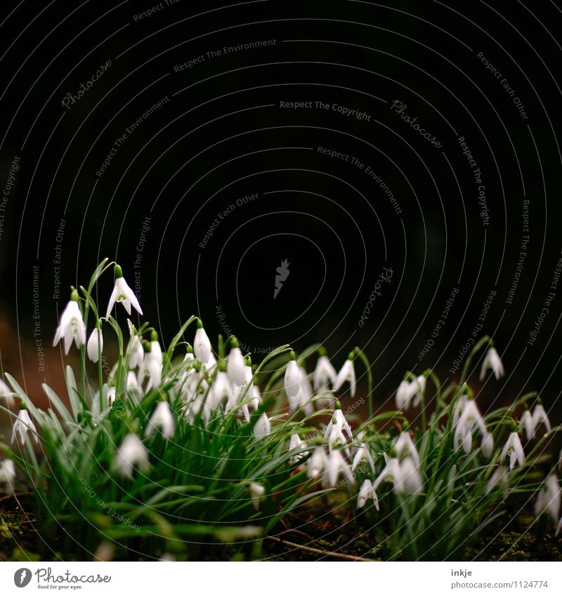 herd bloomers Environment Nature Plant Spring Flower Wild plant Spring flower Spring flowerbed Lily of the valley Garden Blossoming Fresh Small Natural Many