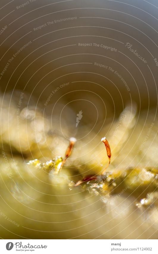 If only they weren't so small... Nature Plant Moss Wild plant Illuminate Thin Authentic Simple Fresh Glittering Creepy Small calyptra Seed Propagation