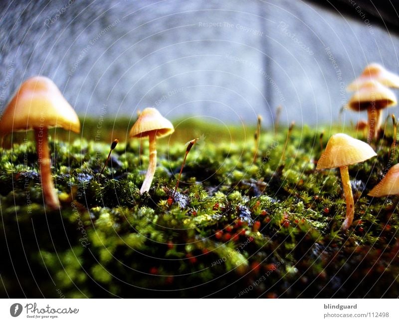 Return To The Mushroomplanet Close-up Small Sunshade Plant Environment Macro (Extreme close-up) Protozoa Green Growth Autumn Yellow Nature Wall (barrier) Botany