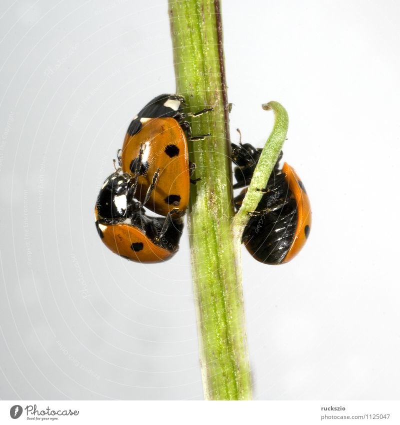 Marienkaefer, mating, Nature Animal Wild animal Beetle Free Red Black White Ladybird Propagation Couple making coccinella semptempunctata 7-point Insect