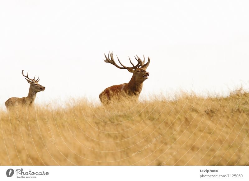 big stag on the hill Beautiful Hunting Man Adults Nature Landscape Animal Autumn Grass Park Meadow Forest Hill Rutting season Natural Wild Brown Green Red Power