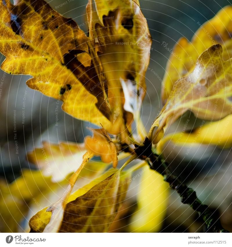 Autumnal Leaves Tree Oak tree Oak leaf Leaf Treetop Leaf canopy Nature Seasons Leaf filament Rachis Leaf green Colour Colouring Plant Deciduous tree Branch