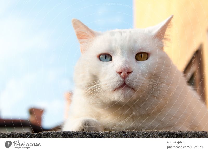 Odd eyed tomcat Sightseeing Summer Animal Sky Beautiful weather Slovenia Europe House (Residential Structure) Pet Cat Animal face 1 Lie Exotic Friendliness Blue