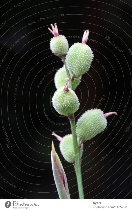 Fruits of the Canna / Indian flower cane Garden Plant Flower Agricultural crop Ornamental plant Indian shoot Seed head Flower fruit Ovaries Blossom Husk Thorn