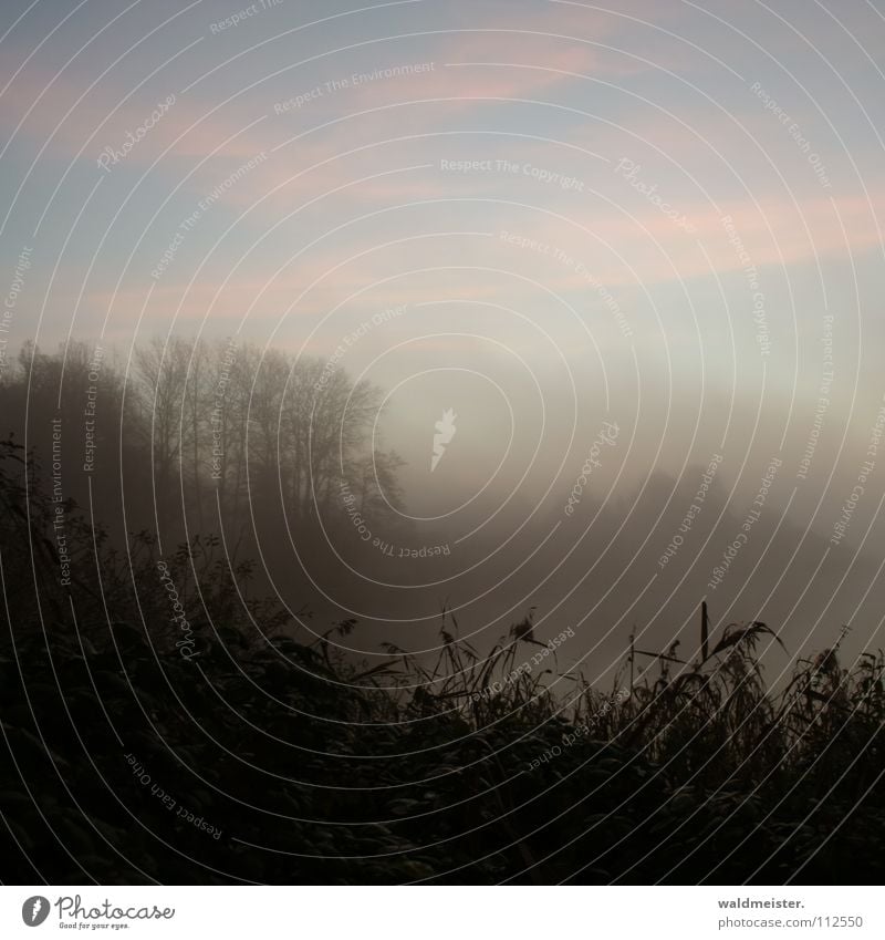 morning mood Fog Tree Common Reed Forest Morning Morning fog Clouds Autumn Cold Romance Dawn Feisneck Müritz National Park Sadness