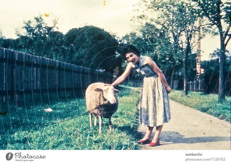 A sheep, a woman, 1959 Woman Youth (Young adults) Young woman Vacation & Travel Travel photography Landscape Former Past portrait Animal portrait Colour