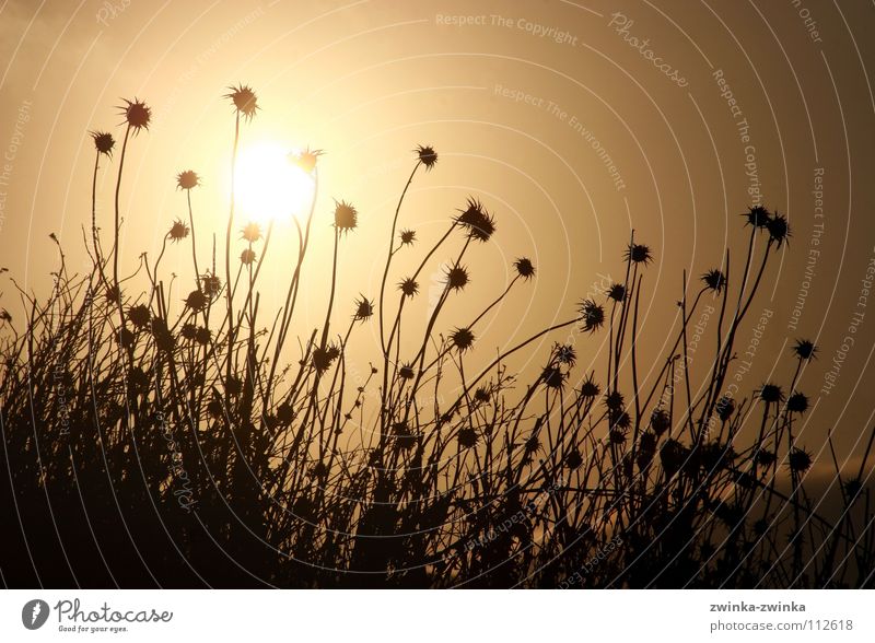 disteln in the morning hour, has gold as background Thistle Black Back-light Light Autumn Sun Gold Shadow Nature