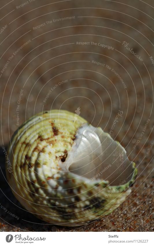 uninhabited shell Uninhabited Snail shell Empty snail shell Mother-of-pearl Open forsake sb./sth. Opening Vacancy Blank space void standing open Hollow Mussel