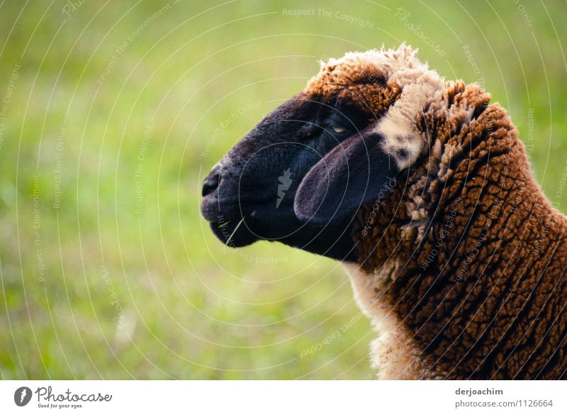 A sheep looks averted and looks ahead. The ears lie down..Solamlia sheep in Franconia. Joy Well-being Trip Environment Summer Beautiful weather Field Germany