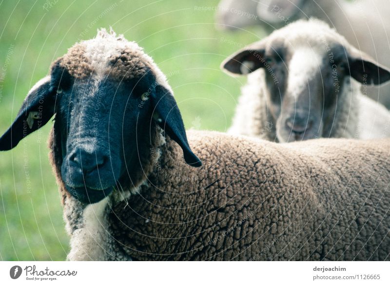 Two beautiful sheep look at the photographer. One with a pretty blue head and blue ears. Joy Life Trip Summer Agriculture Forestry Nature Landscape