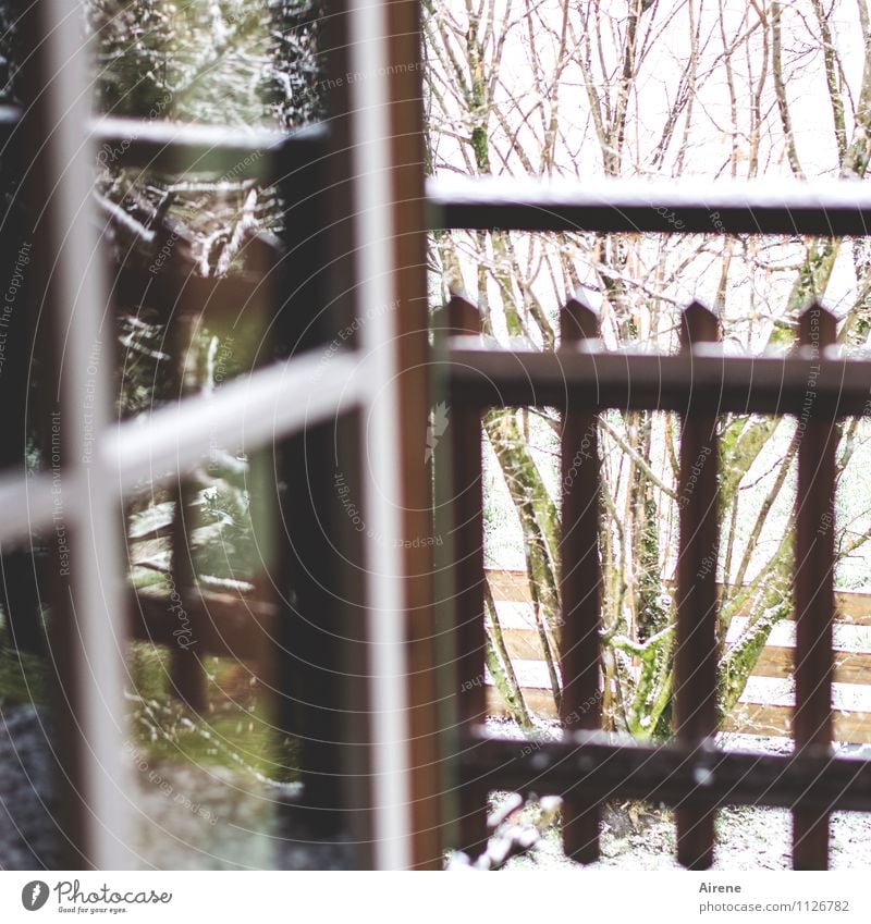 snow from yesterday Bad weather Snow Snowfall Plant Bushes Balcony Window French windows balcony rail Lattice window Wood Glass Cold Brown White Ventilate Open