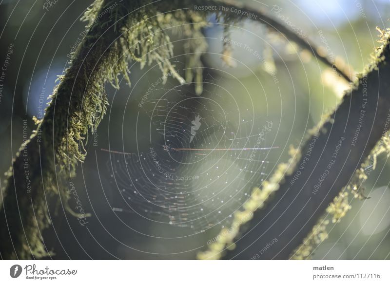 fairytale forest Nature Plant Drops of water Sky Sunlight Weather Fog Tree Moss Wild plant Forest Deserted Wet Blue Brown Green Spider's web Lichen Damp