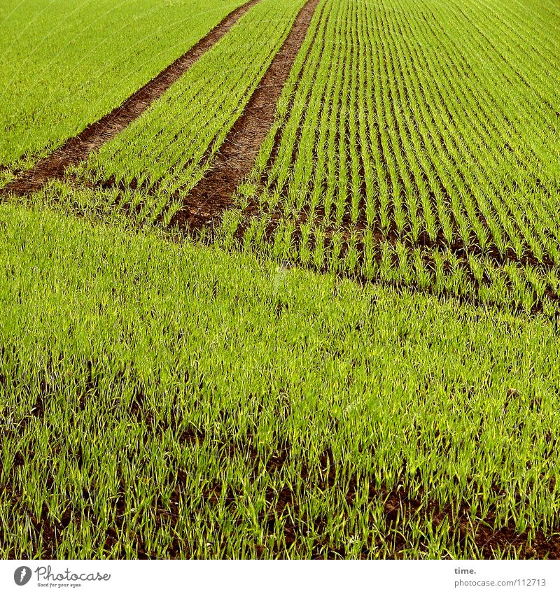 Rabbit training ground, white Lukas Structures and shapes Far-off places Plant Earth Sand Horizon Field Line Near Green Arrangement Across Cyclo-cross