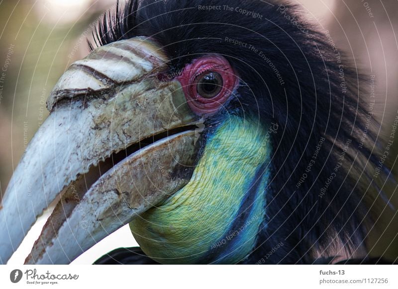 hornbill Animal Wild animal Bird Animal face 1 Observe Discover Hunting Aggression Threat Exotic Fantastic Creepy Near Curiosity Blue Yellow Black Spring fever